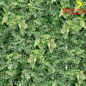 gạch đồng tâm 4040greenery001